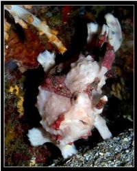 Am i pretty? i'm a painted frogfish from angel's window, ... by Han Peng Lim 
